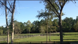 Delta Ventures Pasture