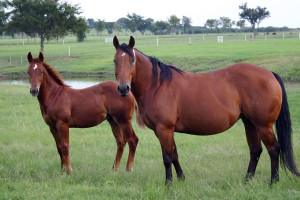 Mare-and-Foal-Near-Water