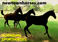 Newtown Horses - Oldenburg Sporthorses