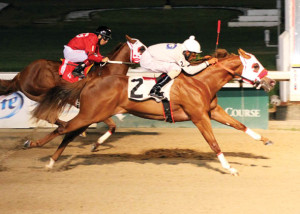 T M Ranch’s, Ol Time Preacher Man wins the $60,000 Treme Stakes Saturday, August 16, 2014 at the Fair Grounds Race Course & Slots in New Orleans , LA. Trained by Kenny Roberts, Sr and ridden by jockey Patrick Watson, the 3 Year-old Louisiana bred gelding ran the 350 yards in 17.435 seconds. Photo by Hodges Photography / Lynn Roberts