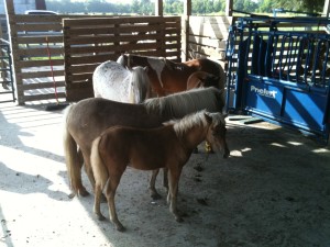 Pony Reproduction Herd