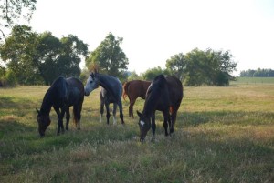 Research Horses Enjoying pasture turnout 2014