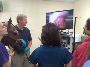 scoping a horses stomach