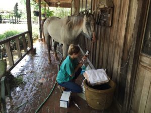 lsu horse rescue feature pic