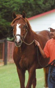 Ide at Clear Creek Stud. © 2003 Barbara D. Livingston. All rights reserved. easygoer78@aol.com Credit line required.