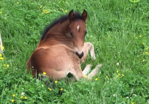 foal1lsu